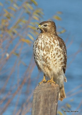 Red-shouldered Hawk juvenile, Hefner Lake, OK, 11-30-20, Jpa_65233.jpg
