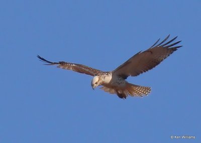 Red-tailed Hawk, Krider's, Sooner Lake, Ok, 12-7-20, Jpa_66317.jpg