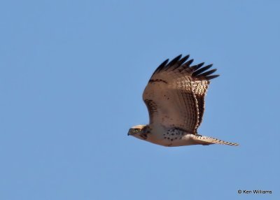 Red-tailed Hawk, Krider's, Sooner Lake, Ok, 12-7-20, Jps_66296.jpg