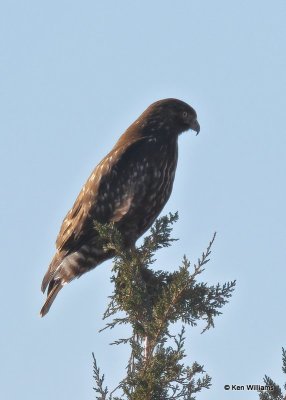 Red-tailed Hawk, Western Rufous juvenile, Sooner Lake, Ok, 12-7-20, Jps_66258.jpg