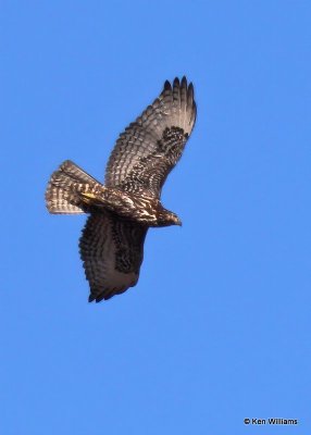 Red-tailed Hawk, Harlan's, Osage Co, OK, 12-1-20, Jps_65334.jpg