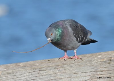 Rock Pigeon, Hefner Lake, OK, 11-30-20, Jpa_65256.jpg
