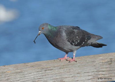 Rock Pigeon, Hefner Lake, OK, 11-30-20, Jpa_65257.jpg