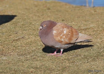 Rock Pigeon, Hefner Lake, OK, 11-30-20, Jpa_65261.jpg