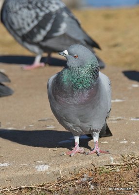 Rock Pigeon, Hefner Lake, OK, 11-30-20, Jpa_65264.jpg