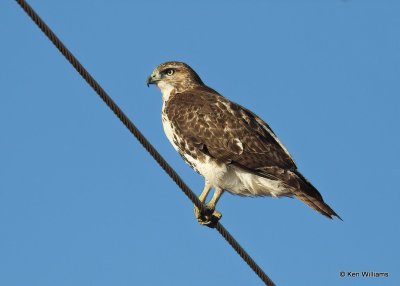 Red-tailed Hawk, Osage Co, OK, 12-8-20, Jpa_66376.jpg