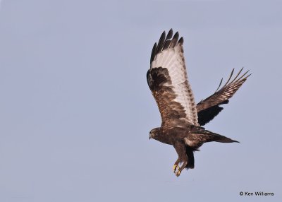 Rough-legged Hawk dark morph, Osage Co, OK, 12-8-20, Jps_66452.jpg