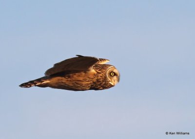 Short-eared Owl, Osage Co, OK, 12-8-20, Jps_66506.jpg