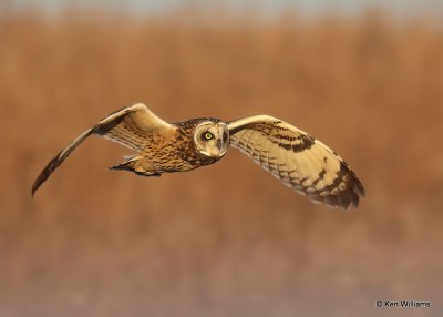 Short-eared Owl, Osage Co, OK, 12-8-20, Jps_66559.jpg