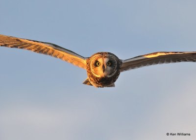 Short-eared Owl, Osage Co, OK, 12-8-20, Jps_66594.jpg