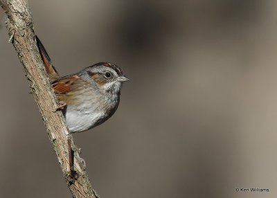 Swamp Sparrow, Nowata Co, OK, 12-9-20, Jp_66715.jpg