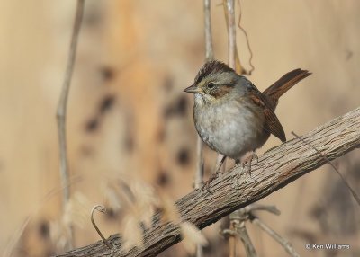Swamp Sparrow, Nowata Co, OK, 12-9-20, Jpa_66693.jpg
