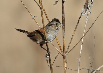 Swamp Sparrow, Nowata Co, OK, 12-9-20, Jpa_66731.jpg