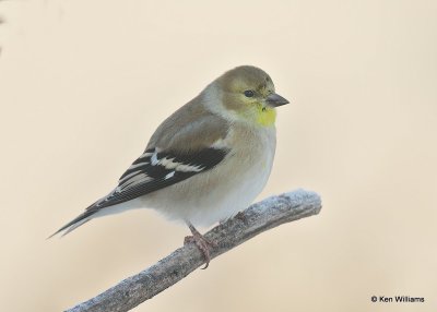 American Goldfinch nonbreeding male, Rogers Co, OK, 12-14-20, Jpa_67000.jpg