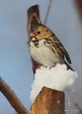 Harris's Sparrow 1st winter, Rogers Co, OK, 12-14-20, Jpa_66941.jpg