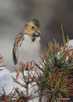 Harris's Sparrow 1st winter, Rogers Co, OK, 12-14-20, Jpa_67163.jpg