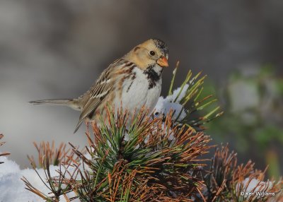 Harris's Sparrow 1st winter, Rogers Co, OK, 12-14-20, Jpa_67166.jpg