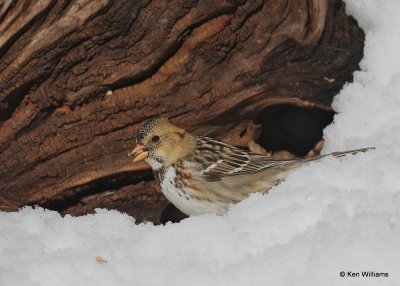 Harris's Sparrow 1st winter, Rogers Co, OK, 12-14-20, Jpa_67233.jpg