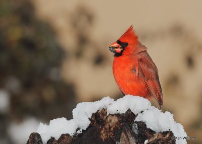 Northern Cardinal male, Rogers Co, OK, 12-14-20, Jpa_67256.jpg
