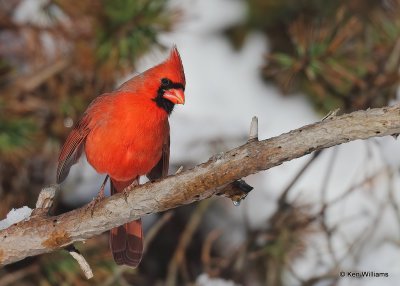 Northern Cardinal male, Rogers Co, OK, 12-14-20, Jpa_67278.jpg