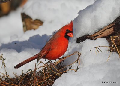 Northern Cardinal male, Rogers Co, OK, 12-14-20, Jpa_67290.jpg