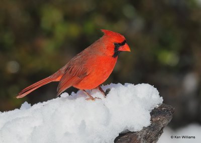 Northern Cardinal male, Rogers Co, OK, 12-14-20, Jpa_67324.jpg