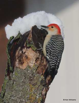 Red-bellied Woodpecker male, Rogers Co, OK, 12-14-20, Jpa_66926.jpg