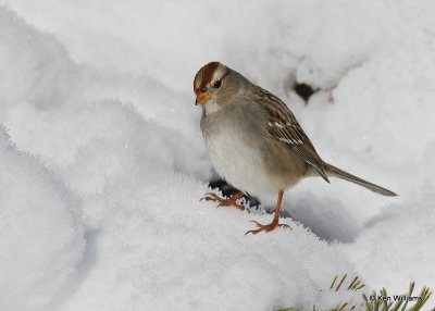 White-crowned Sparrow 1st winter, Rogers Co, OK, 12-14-20, Jpa_67043.jpg