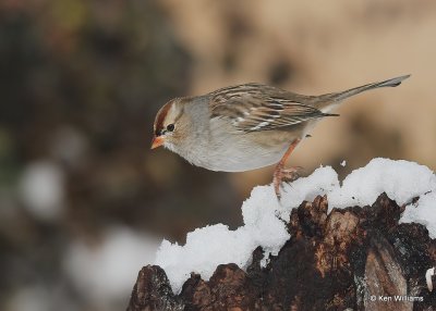 White-crowned Sparrow 1st winter, Rogers Co, OK, 12-14-20, Jpa_67296.jpg