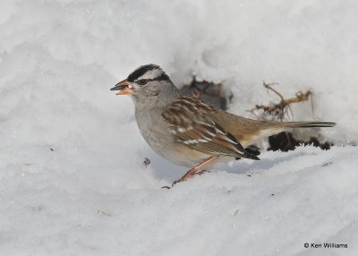 White-crowned Sparrow nonbreeding, Rogers Co, OK, 12-14-20, Jpa_67127.jpg