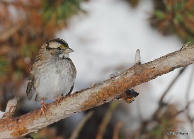 White-throated Sparrow, Rogers Co, OK, 12-14-20, Jpa_67238.jpg