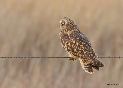 Short-tailed Owl, Osage Co, OK, 12-21-20, Jps_67493.jpg