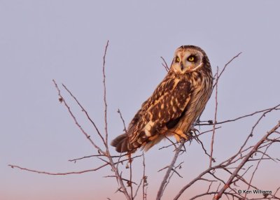 Short-tailed Owl, Osage Co, OK, 12-21-20, Jps_67525.jpg