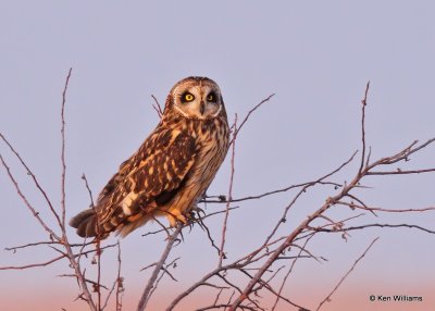Short-tailed Owl, Osage Co, OK, 12-21-20, Jps_67528.jpg
