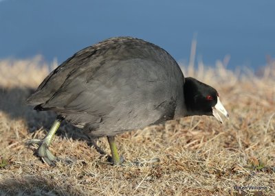 :Coots: