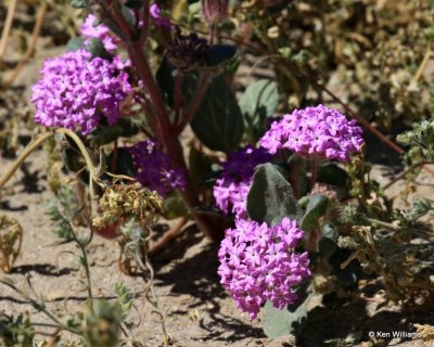 Desert Sand Verbena, Abronia villosa, Anza Borrego Desert State Park, CA, 3-20-17, Ja_33406.jpg