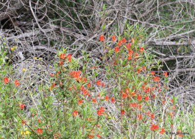 Monkeyflower, Mimulus aurantiacus , Torrey Pines Reserve, CA, 3-22-17, Ja_34090.jpg