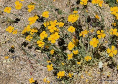 Pygmy Poppy, Eschscholzia minutiflora, Joshua Tree National Park, 3-20-17, Ja_33358.jpg