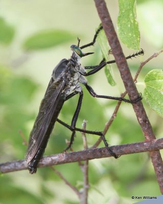 Robber Fly, Microstylum morosum, west of Gene Autry, Carter Co, OK, 7-17-13, Ja_016366.jpg