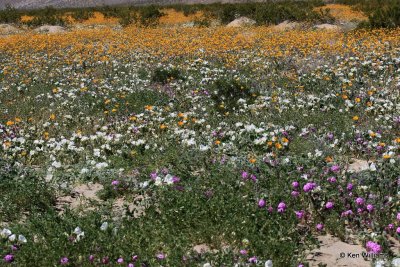 Wild Flower Bloom, Anza Borrego Desert State Park, CA, 3-20-17, Ja_33407.jpg