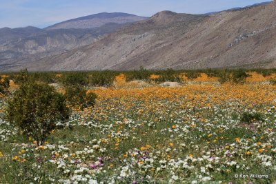 Wild Flower Bloom, Anza Borrego Desert State Park, CA, 3-20-17, Ja_33408.jpg