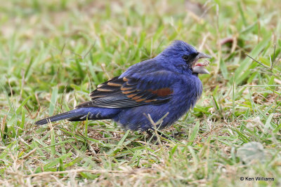 Blue Grosbeak