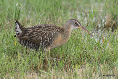 Clapper Rail, Bolivar Flats, TX, 4-29-21_21710pa.jpg