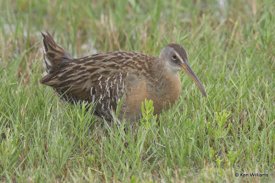 Clapper Rail, Bolivar Flats, TX, 4-29-21_21743pa.jpg