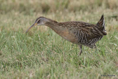Clapper Rail, Bolivar Flats, TX, 4-29-21_21767pa.jpg