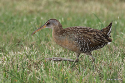 Clapper Rail, Bolivar Flats, TX, 4-29-21_21771pa.jpg