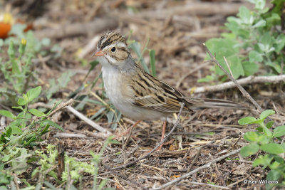 Clay-colored Sparrow, South Padre Island, TX, 4-18-21_10595pa.jpg