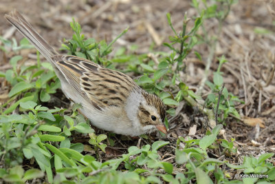 Clay-colored Sparrow, South Padre Island, TX, 4-18-21_11130pa.jpg