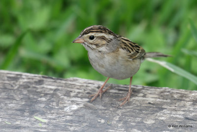 Clay-colored Sparrow, South Padre Island, TX, 4-23-21_16957pa.jpg