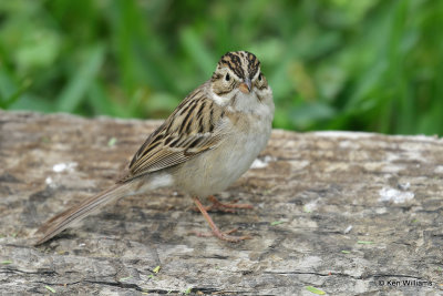 Clay-colored Sparrow, South Padre Island, TX, 4-23-21_16961pa.jpg